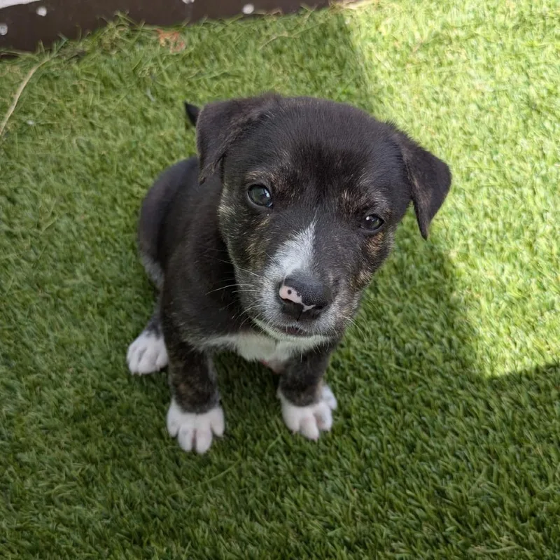 A baby medium-sized female White / Cream Mixed Breed dog named April for adoption in LOXAHATCHEE, FL