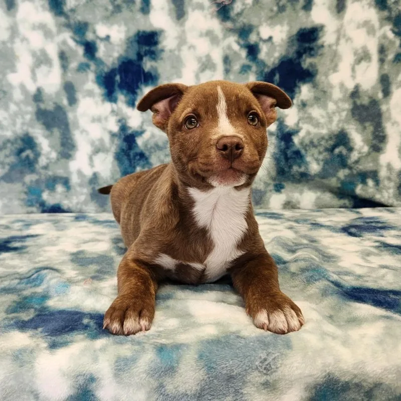 A baby large-sized male Pit Bull Terrier dog named Peanut for adoption in Benld, IL