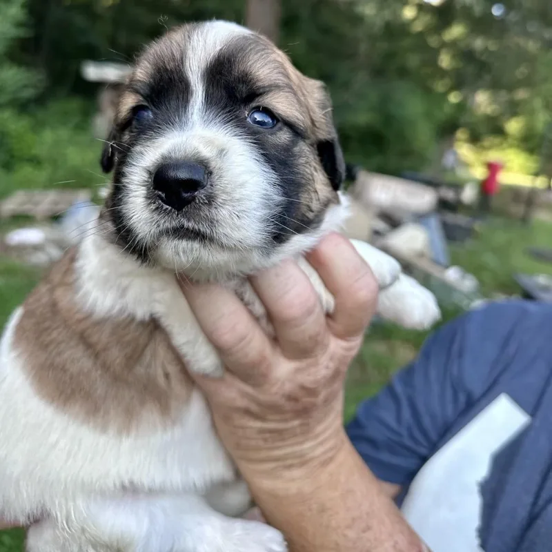 A baby large-sized male White / Cream Bernese Mountain Dog dog named Tager for adoption in Hamilton , NJ
