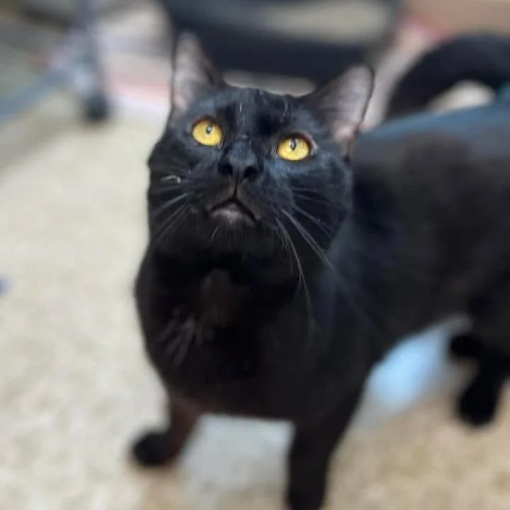 An adult large-sized male Black Domestic Short Hair cat named Archie for adoption in Milan, IL