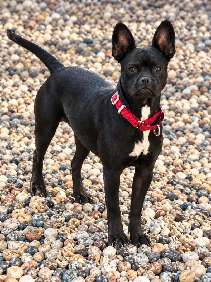 A young medium-sized female French Bulldog dog named Echo for adoption in Georgetown , CA