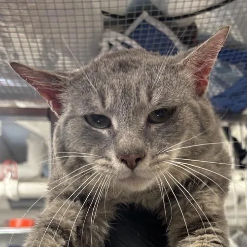 An adult medium-sized male Gray / Blue / Silver Domestic Short Hair cat named Wonder for adoption in New York, NY