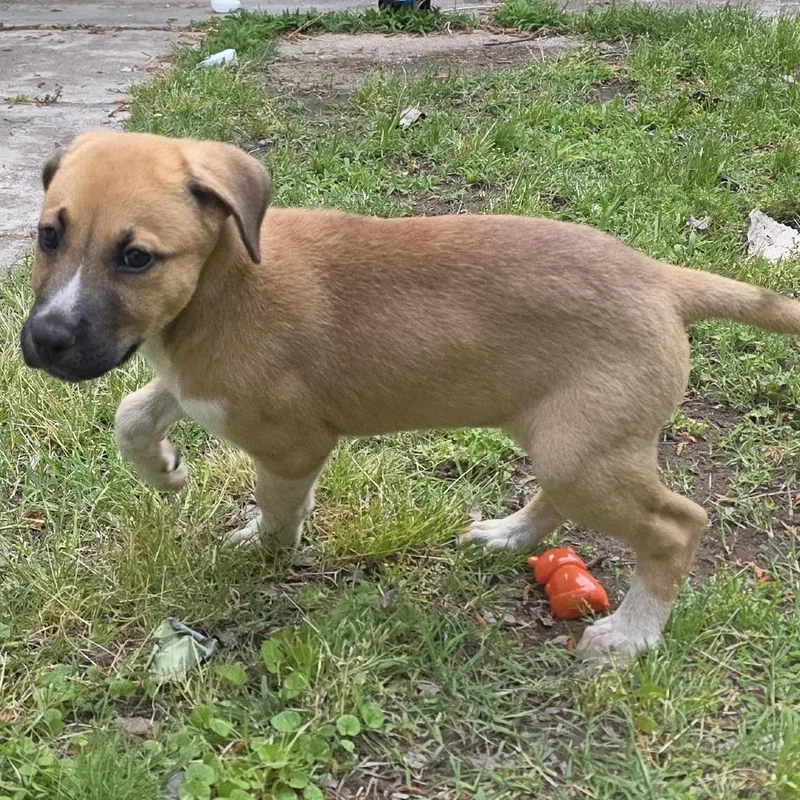 A baby medium-sized female Yellow / Tan / Blond / Fawn Mixed Breed dog named Xena for adoption in Durant, OK