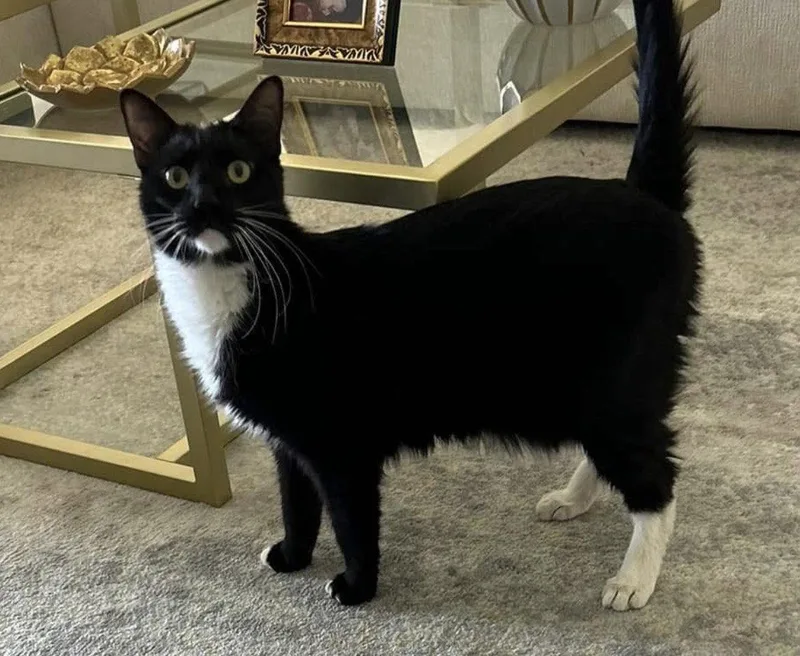 An adult medium-sized male Black & White / Tuxedo Domestic Short Hair cat named Chase for adoption in Naples, FL