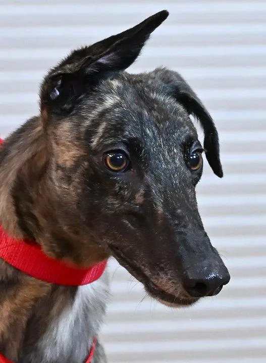 An adult medium-sized female Greyhound dog named Harmony for adoption in Minneapolis, MN