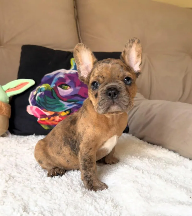 A young medium-sized female French Bulldog dog named Gummy Bear for adoption in Houston, TX