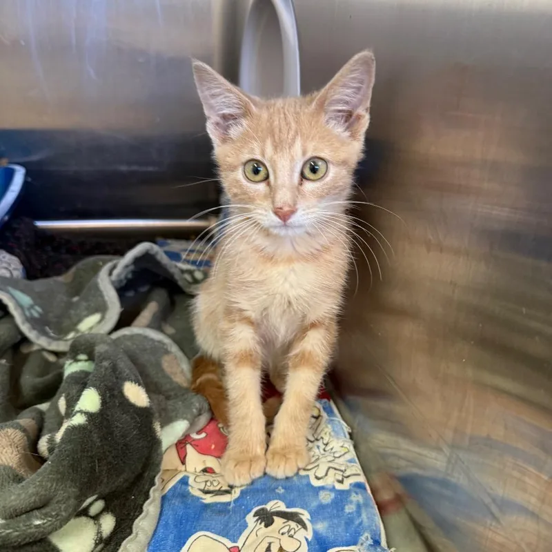 A baby small-sized male Orange / Red Domestic Short Hair cat named Cavalier for adoption in Kanab, UT