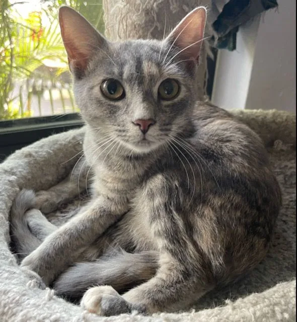 Biscotti thumbnail 2