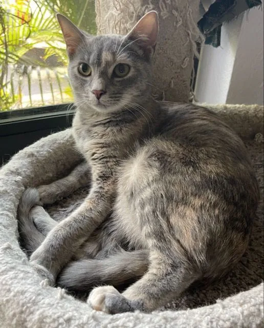 Biscotti thumbnail 3