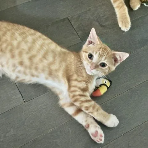 A baby small-sized male Orange / Red Domestic Short Hair cat named Tom for adoption in Fairfax Station, VA