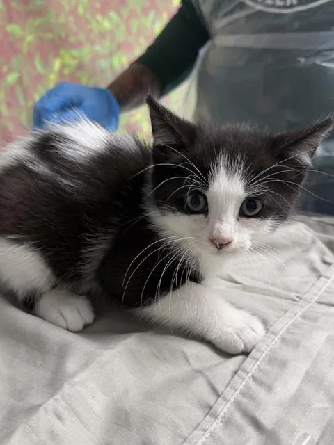 A baby small-sized male Domestic Short Hair cat named Armani for adoption in San Antonio, TX