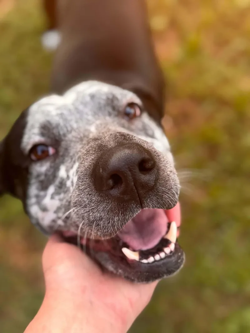 Baloo thumbnail 3