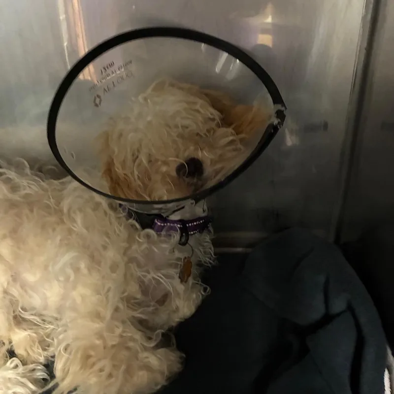A young small-sized female White / Cream Poodle (Toy) dog named Daisy Mae for adoption in Northbrook, IL