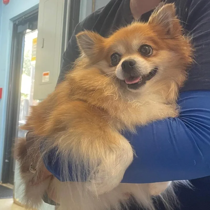 A young small-sized female Yellow / Tan / Blond / Fawn Pomeranian dog named Tilly Tulip for adoption in LOXAHATCHEE, FL