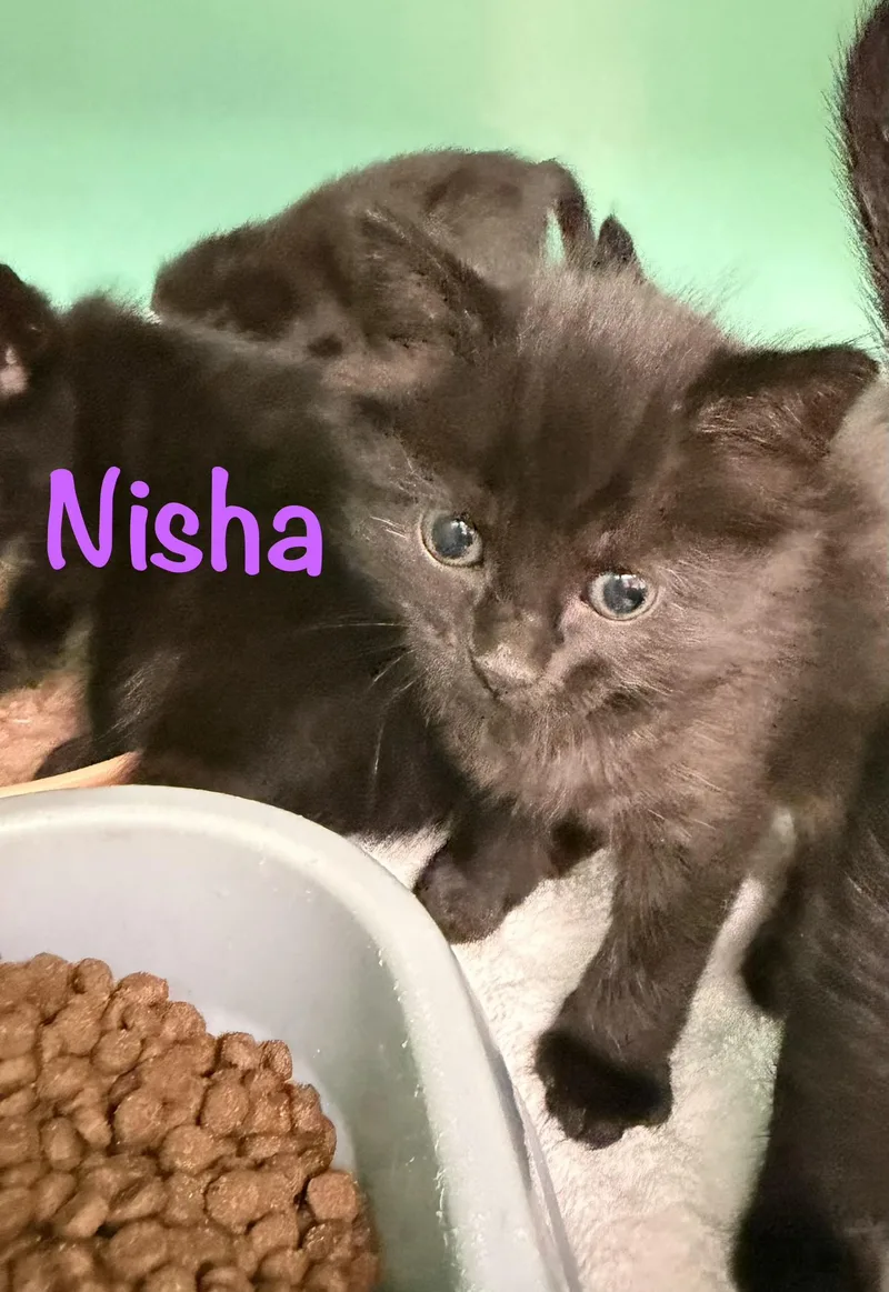 Nisha