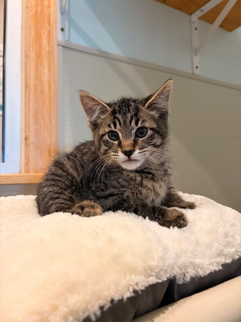 A baby medium-sized male Domestic Short Hair cat named H Harry for adoption in Ashland, WI