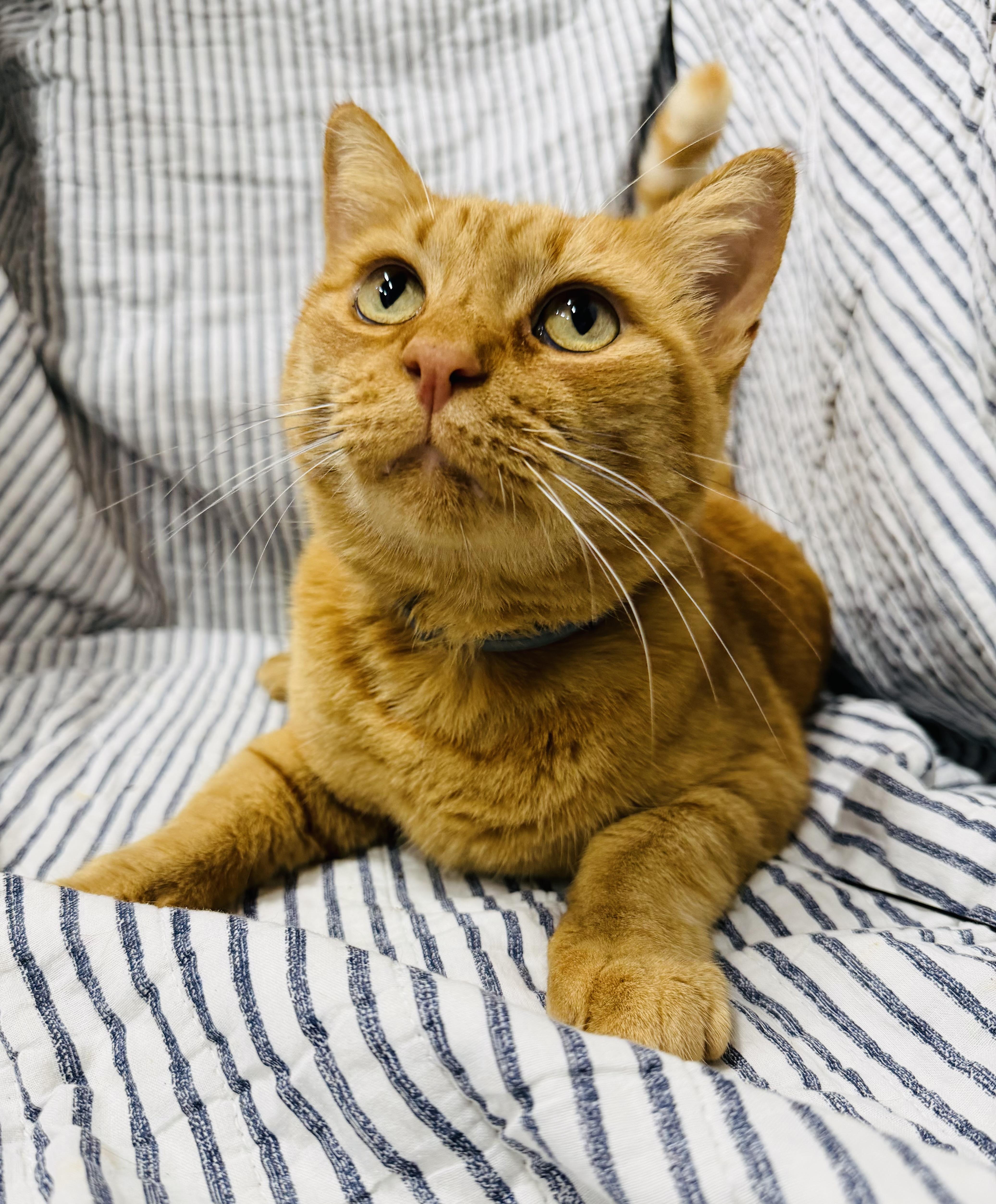 An adult large-sized male Domestic Short Hair cat named Jasper for adoption in Brooks, ME
