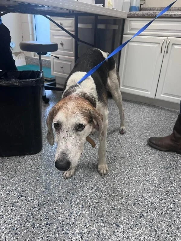 An adult medium-sized male Tricolor (Brown, Black, & White) Treeing Walker Coonhound dog named Unknown for adoption in Burgaw, NC