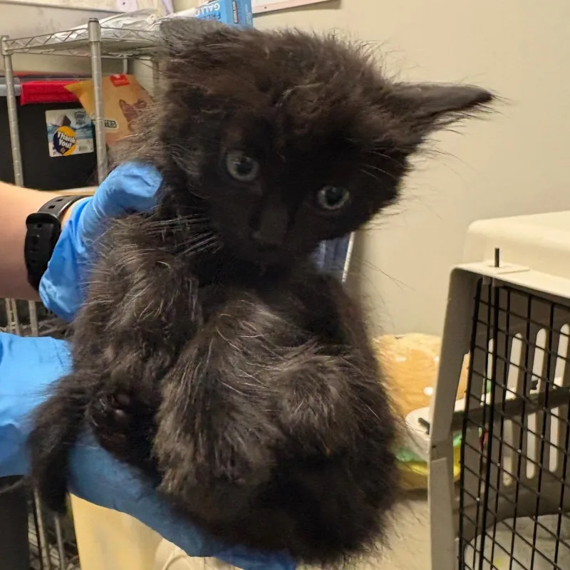 A baby small-sized male Black Domestic Medium Hair cat named Dunlop for adoption in Oak Park, IL
