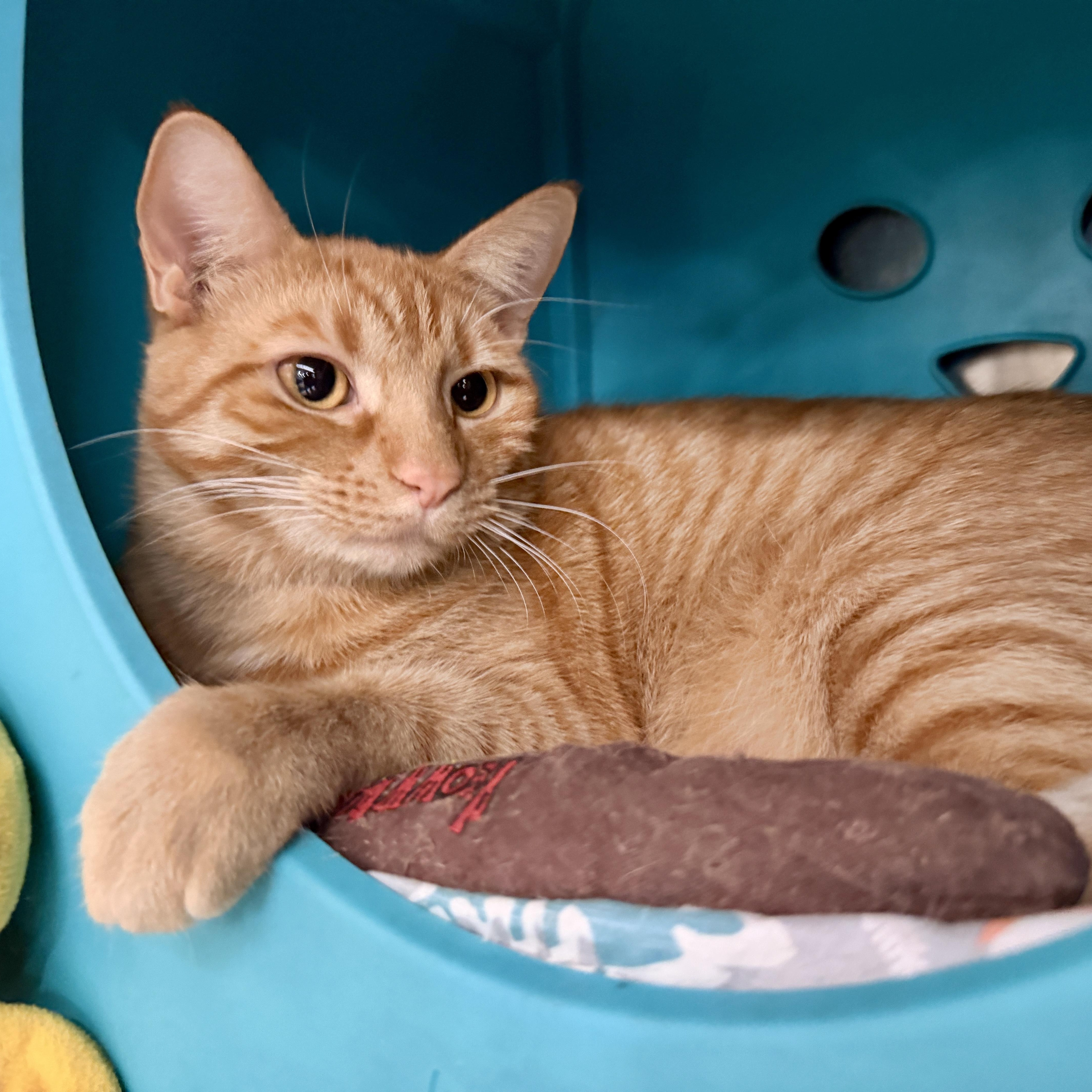 A young medium-sized male Tabby (Orange / Red) Domestic Short Hair cat named Gummy for adoption in Palm Harbor, FL