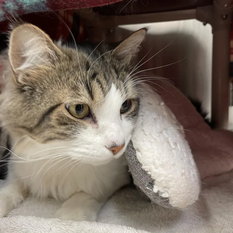 An adult large-sized male Black Domestic Long Hair cat named Coconut for adoption in Enfield, NH