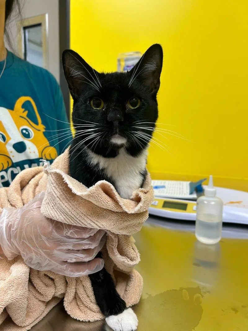 An adult small-sized male Black Domestic Short Hair cat named Thirteen for adoption in Raleigh, NC