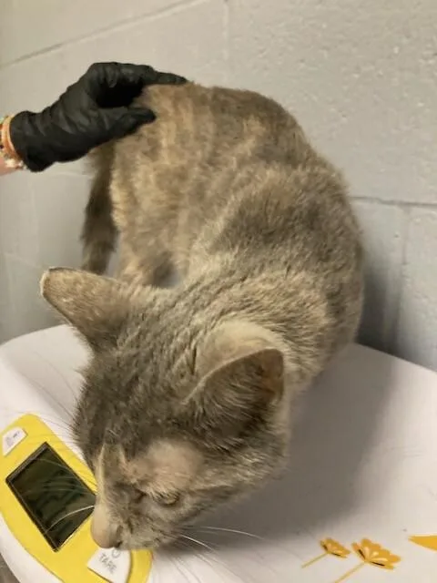 An adult medium-sized female Tabby (Gray / Blue / Silver) Domestic Short Hair cat named Constantine for adoption in Cincinnati, OH