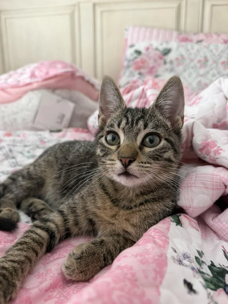 A baby medium-sized male American Shorthair cat named Sol for adoption in Elizabeth, CO
