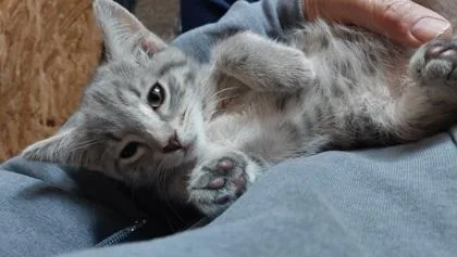 A baby small-sized female Domestic Short Hair cat named Moscato for adoption in West Chester, PA