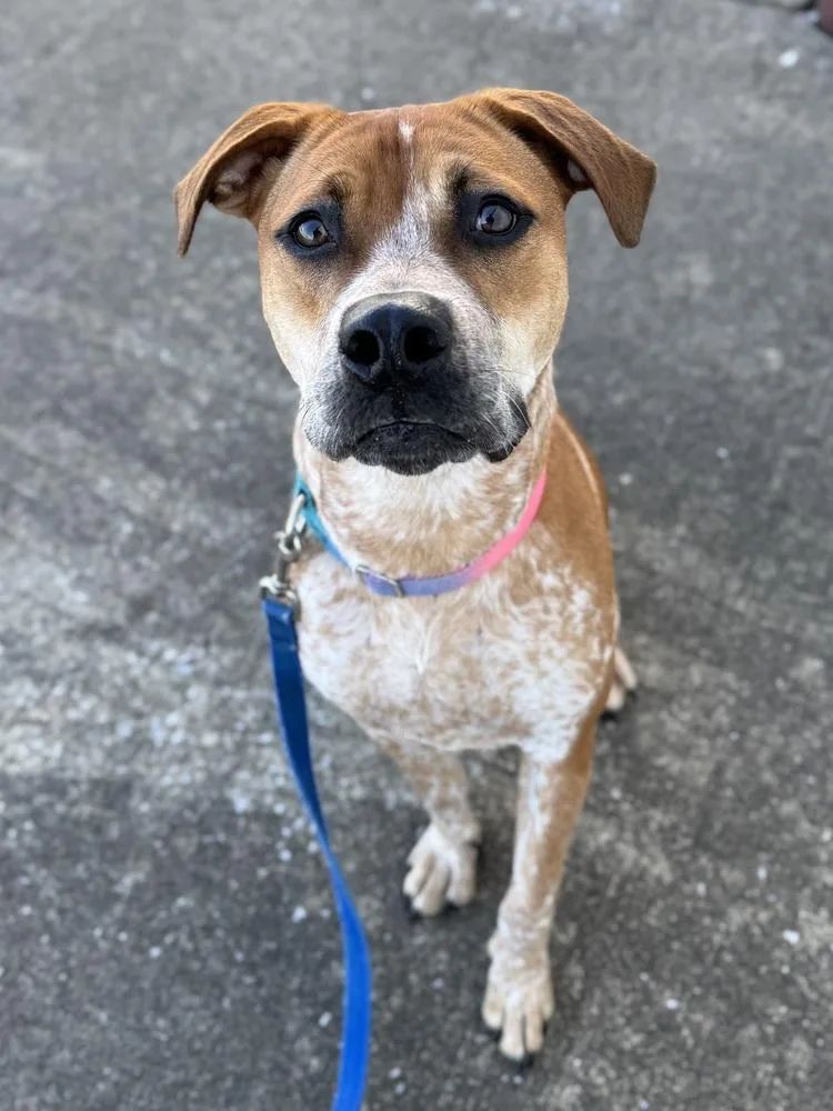 An adult medium-sized female Coonhound dog named Laney for adoption in Evansville, IN