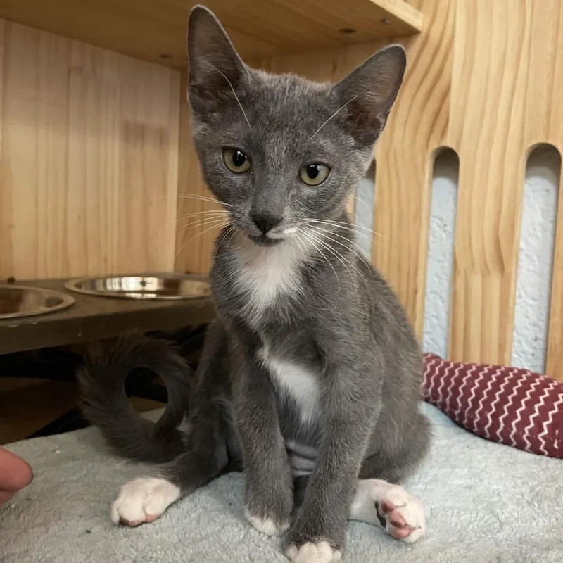 A baby small-sized female Gray / Blue / Silver Domestic Short Hair cat named Ziti for adoption in Yucca Valley, CA
