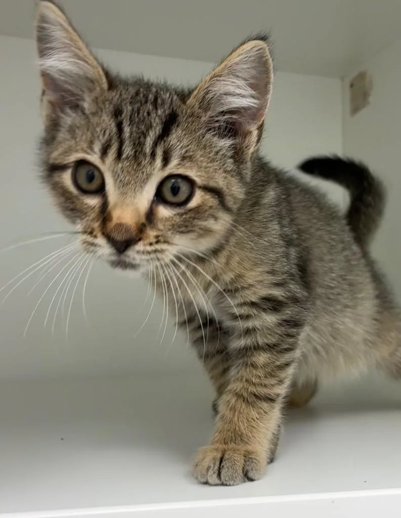 A baby small-sized male Domestic Short Hair cat named Taco for adoption in Hartsville, SC