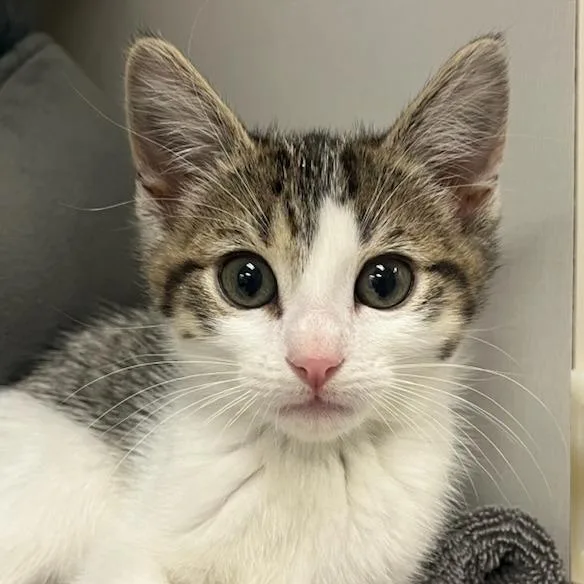 A baby small-sized male Brown / Chocolate Domestic Short Hair cat named Kenji for adoption in Redwood City, CA