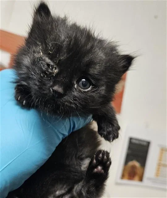 A baby small-sized male Domestic Short Hair cat named B.i.g for adoption in Bakersfield, CA