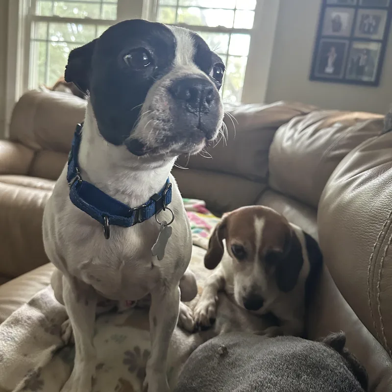 An adult small-sized male Boston Terrier dog named Petey for adoption in Hayes, VA
