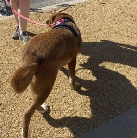 An adult medium-sized male Chocolate Labrador Retriever dog named Ready for adoption in Ladonia, TX