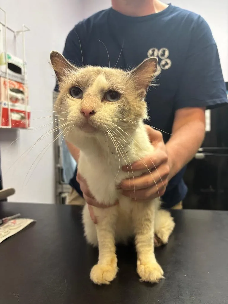 A young medium-sized male Domestic Short Hair cat named Oak for adoption in New Braunfels, TX