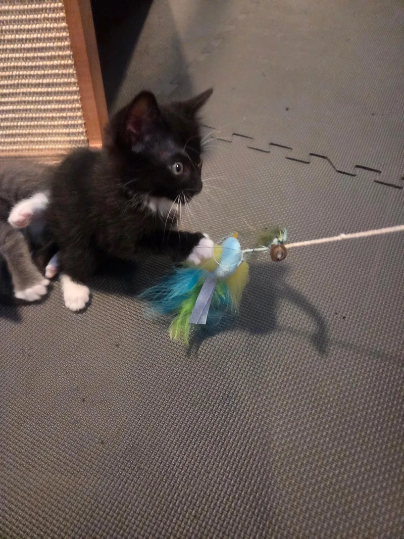 A baby small-sized female Domestic Short Hair cat named Tux for adoption in Walnut Creek, CA