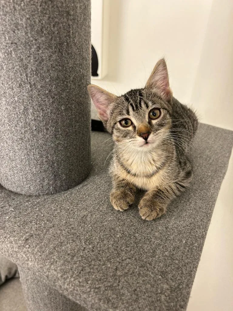 A young medium-sized female Domestic Short Hair cat named Victoria for adoption in Salt Lake City, UT