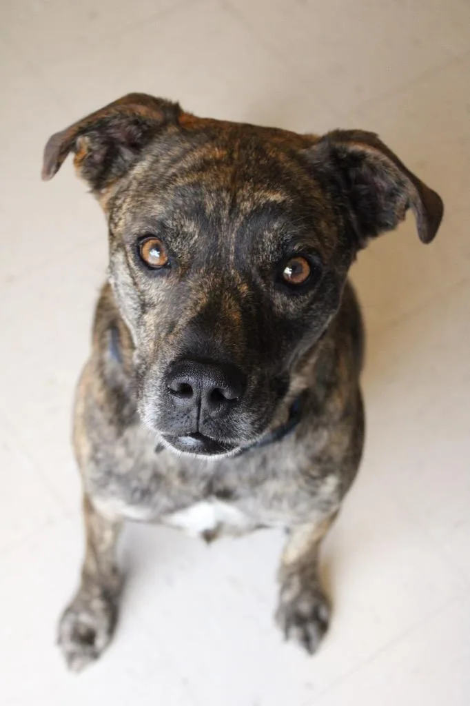 An adult medium-sized female Mountain Cur dog named Aries for adoption in Morgantown, KY