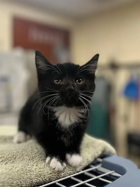 A baby small-sized male Domestic Short Hair cat named Chumsley for adoption in Aliquippa, PA