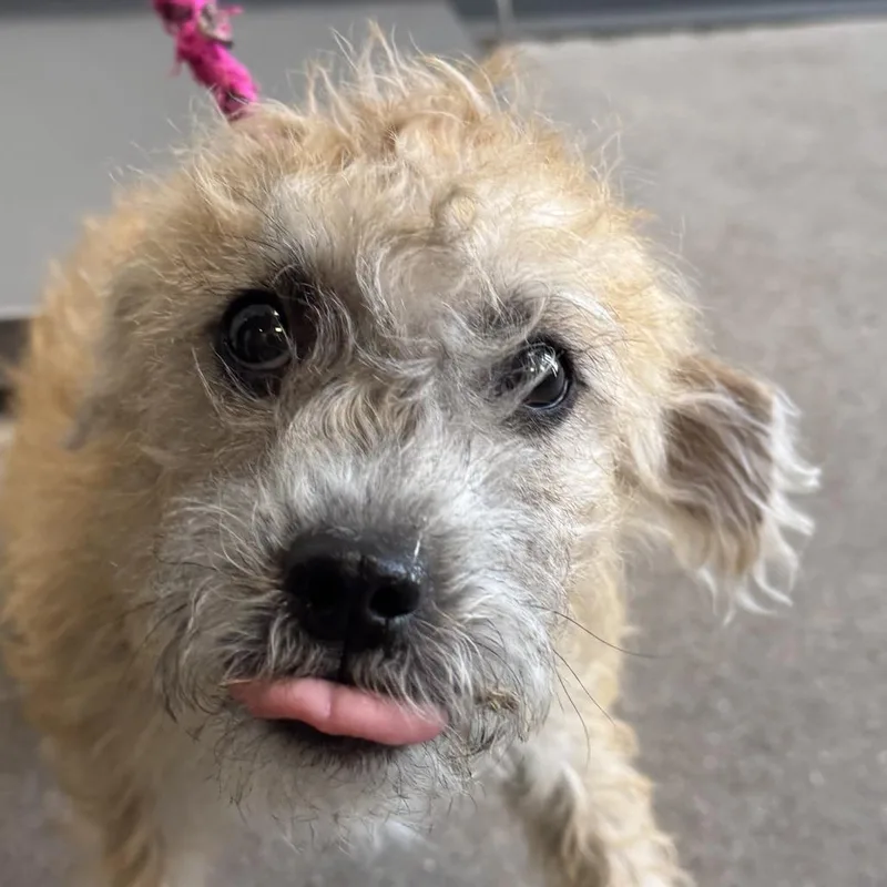 A young small-sized female Yellow / Tan / Blond / Fawn Mixed Breed dog named Rosemary for adoption in Las Cruces, NM