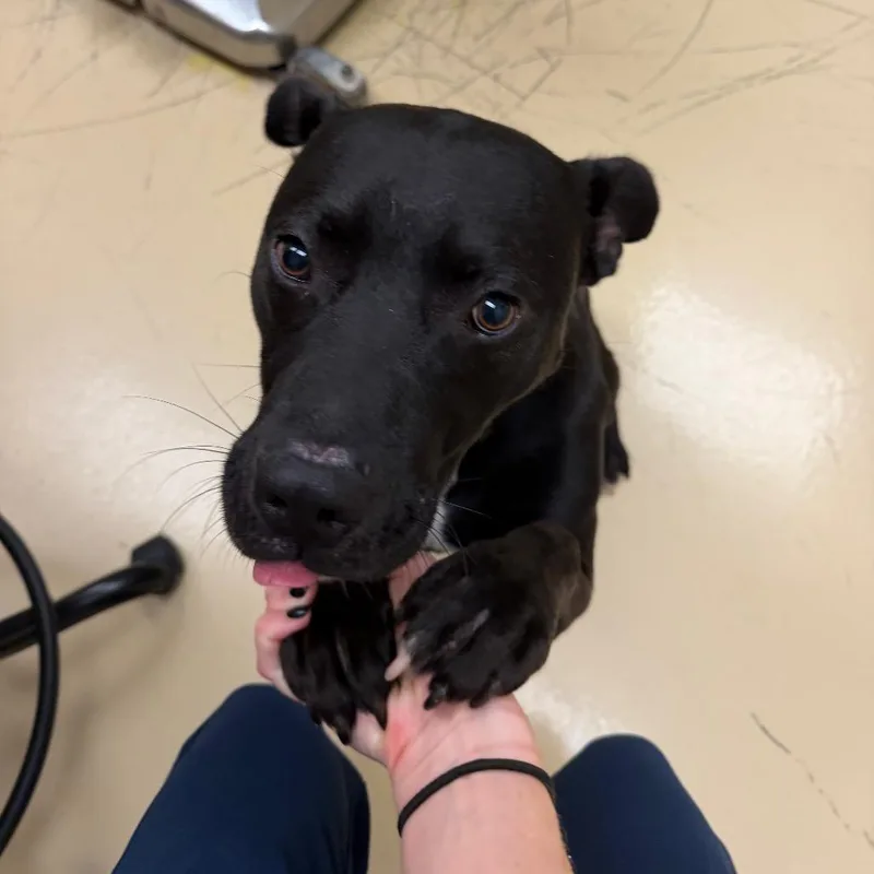 A young medium-sized male Black Mixed Breed dog named Chug Jug for adoption in Winston-Salem, NC