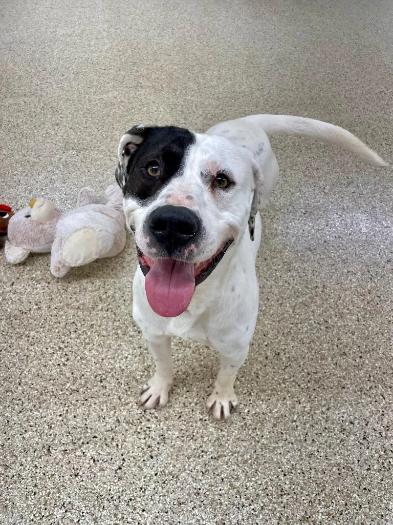 Patchino thumbnail 2