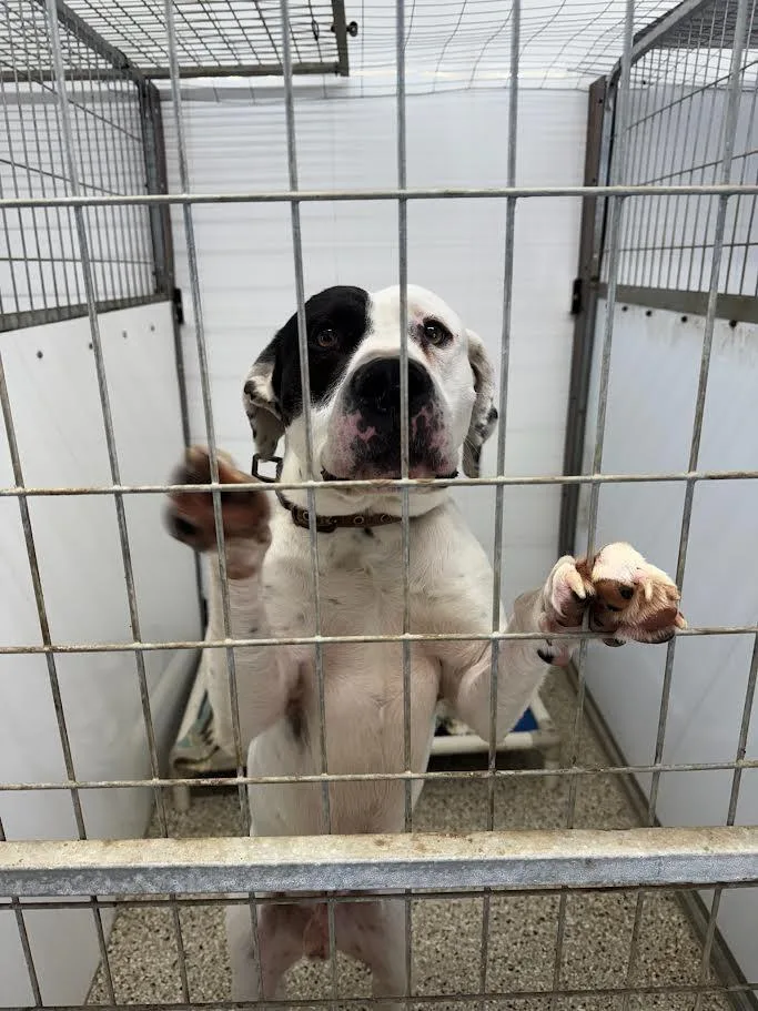 Patchino thumbnail 3