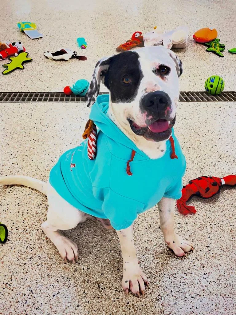 Patchino thumbnail 5