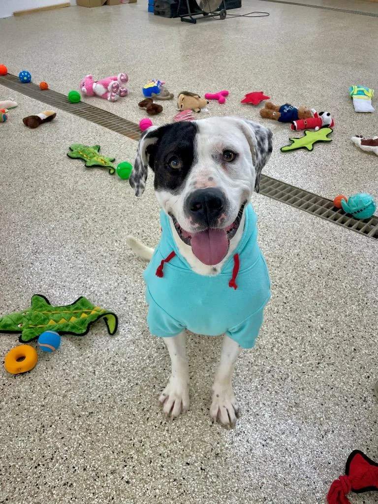 Patchino thumbnail 6