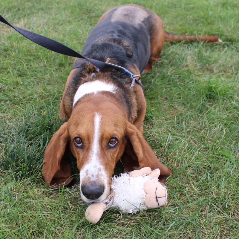 An adult large-sized male Black Basset Hound dog named Dug for adoption in Champaign, IL