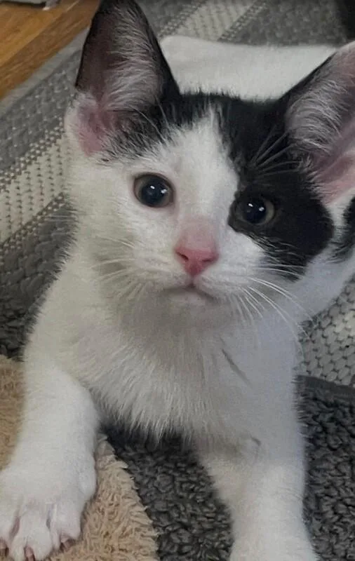 A young medium-sized male Black Domestic Short Hair cat named Blinky for adoption in North Babylon, NY