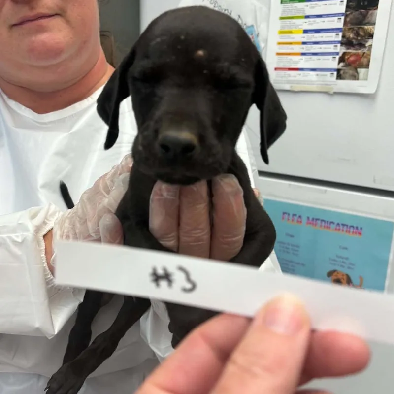 A baby small-sized male Black Mixed Breed dog named Channel for adoption in Parkersburg, WV